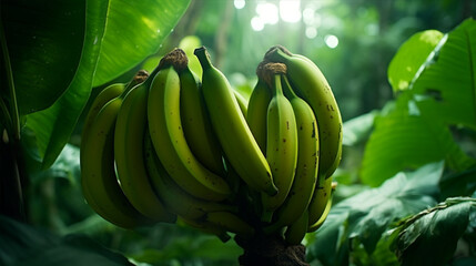 banana tree in the garden