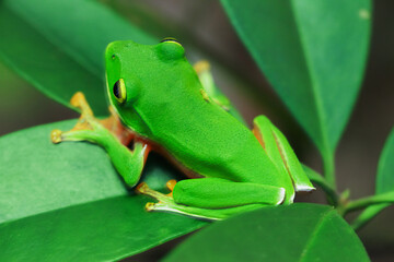 A vibrant Orange Belly Tree Frog(Zhangixalus aurantiventris) with a smooth, dark green back and orange-red belly perched on a branch. New Taipei City, Taiwan.