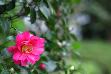 冬の寒空に咲く