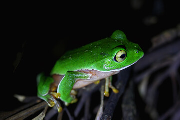 A vibrant Orange Belly Tree Frog(Zhangixalus aurantiventris) with a smooth, dark green back and orange-red belly perched on a branch. New Taipei City, Taiwan.
