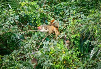 A Formosan Rock-monkey grooming another monkey on a tree branch. Additional monkeys are visible in the lush green foliage. New Taipei City, Taiwan.