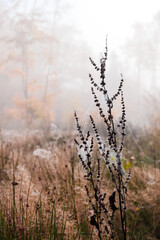 Im Forst zur Herbstzeit unterwegs bei Nebel und Dunst