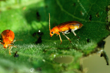 A close-up of a bright orange Cucurbit leaf beetle on a green leaf, showcasing its vivid color and detailed features.  Wulai District, New Taipei City.