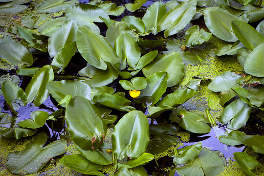 Nuphar lutea. Hydrocharis morsus-ranae. photo, on Water Surface with Green Leaves. in the lake, river or swamp, nature photo, close-up. Lemna and round leaves, natural background