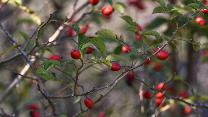 red rose hips on a branch in the forest. autumn time, rosehip bush background. wild berries. beauty in nature, berry in the forest close-up. for medicine, for tea. vitamins in nature