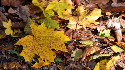 maple foliage. Close up of bright yellow maple leaves on fall tree branches with blurred natural background in autumn park or the forest. selective focus. sunny autumn day. seasonal leaf fall