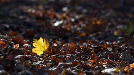 oak foliage. Close up of bright yellow oak leaf in the sunlight, blurred natural background in autumn park or the forest. selective focus. sunny autumn day. seasonal leaf fall