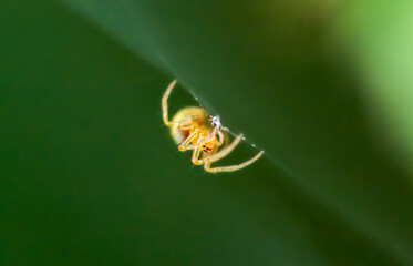 A close-up of a golden orb weaver spider on its web. The spider's golden body and legs are clearly visible against a green background. Photographed in New Taipei City, Taiwan.