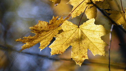 maple foliage. Close up of bright yellow maple leaves on fall tree branches with blurred natural background in autumn park or the forest. selective focus. sunny autumn day. seasonal leaf fall