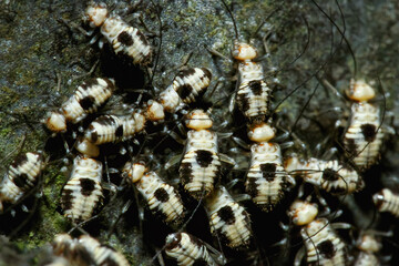 A detailed close-up of Psocopteran nymphs with distinctive black and white patterns on a rock surface. The nymphs are clustered together. New Taipei City, Taiwan.