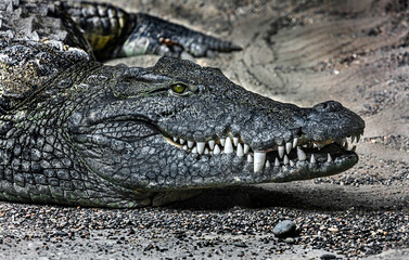 Nile crocodile`s head. Latin name - Crocodylus niloticus