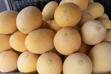 Fresh ripe organic fruit of melon on market after summer harvest