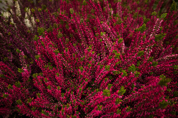 Pink and red heather plants in full bloom, ideal for eco-friendly home decor and green living...