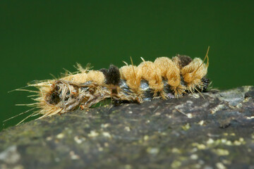 A close-up view of a Lyclene acteola caterpillar with distinctive yellow and black markings on a rock. The caterpillar's fuzzy texture and vibrant colors are clearly visible. New Taipei City, Taiwan.