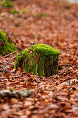 Brown autumn leaves on the floor of a beech forest.