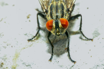 A detailed close-up of a flesh fly (Sarcophaga  peregrina), showcasing its intricate patterns and...