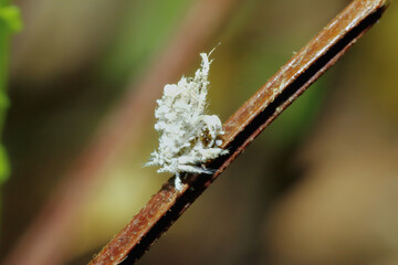 A close-up macro shot of a white wax cicada (Phylliana alba) on a branch. The insect is covered in wax filaments, with its abdomen and legs visible from below. New Taipei City, Taiwan.