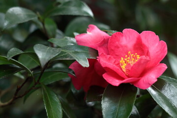 冬の寒空に咲く