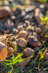 Oak nuts in a park at fall.