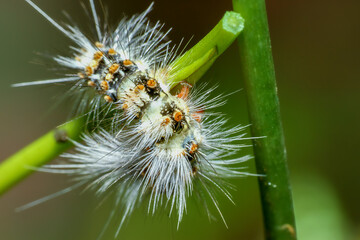 A small, fuzzy caterpillar(Manulea hokopo) with orange and white markings clings to a green twig. Its long, silky hairs provide excellent camouflage. Wulai, Taiwan.