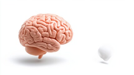 Close up view of the human brain anatomy on plain background