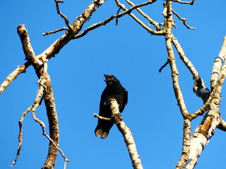 Crow