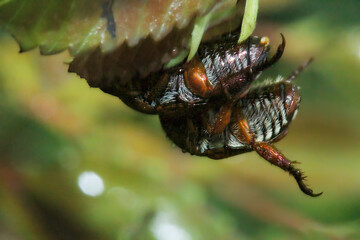 Close-up view of two unidentified beetles on a leaf. Showcasing the unique textures of their exoskeletons, Wulai, New Taipei City.