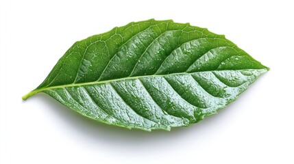 Obraz premium Vibrant Green Leaf Macro Photography: Nature's Beauty in Detail