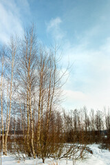 Beautiful winter landscape with white snow, blue sky and trees
