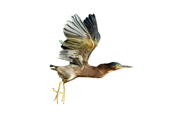 Green Heron (Butorides virescens) High Resolution Photo, in Flight, on a Transparent, Isolated PNG Background