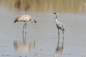 Due gru eurasiatiche (Grus grus) setacciano lo stagno in cerca di cibo.