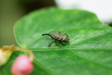 A close-up macro shot of a yellow-striped weevil on a green leaf. The weevil has a black body with white stripes and a distinctive V-shaped mark on its wings. New Taipei City, Taiwan.
