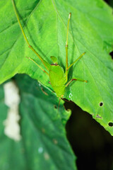 A close-up shot of a colorful katydid nymph on leaves. The nymph has vibrant colors and intricate patterns. New Taipei City, Taiwan.