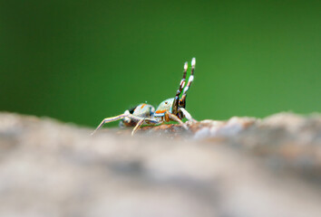 A close-up of a colorful Siler Cupreus spider on a mossy surface. The spider has vibrant blue and green hues with a distinctive pattern. New Taipei City, Taiwan.