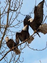 eagle in the tree
