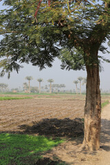 Fototapeta premium Trees in the fields