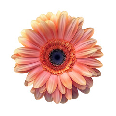 Closeup of a beautiful gerbera daisy