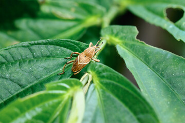 A close-up of a Formosan Striped Weevil (Cryptoderma formosense) perched on a green leaf. Its distinctive white stripes and intricate body structure are highlighted against the vibrant foliage.