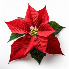 Flor de poinsettias rojas, Flor de pascua, fondo blanco
