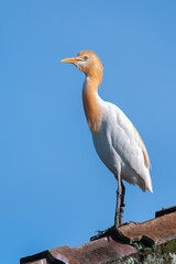 An adult  eastern cattle egret (Ardea coromanda) in breeding plumage stands on the ridge of a tiled roof
