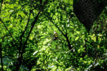 A vibrant Leucauge magnifica spider, showcasing its colorful body, is captured skillfully weaving its intricate web. Wulai District, New Taipei City.