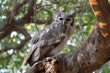 Giant eagle owl sitting perched in a tree in Botswana