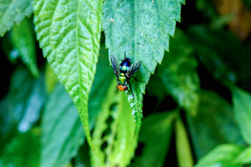 Close-up of a green shiny red-eyed fly(Lucilia sericata), with a metallic green body and large...