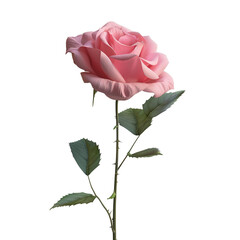 Fototapeta premium Pink Rose Blossom