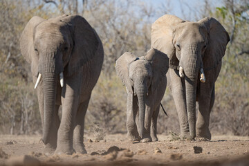 Fototapeta premium African elephant family walking towards a water hole