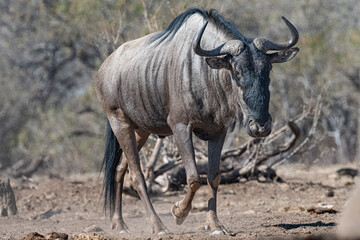 wildebeest in the savannah in Mashatu, Botswana