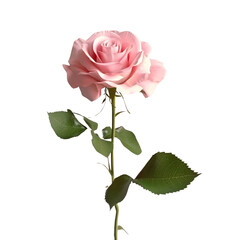 Obraz premium Single Pink Rose