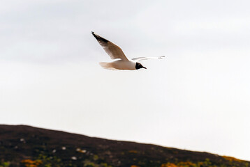 A seagull flies high in the sky above a hill