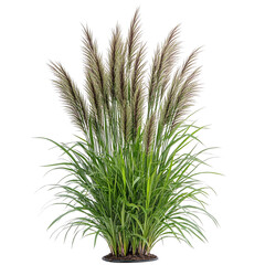 Fototapeta premium A tall bush of ornamental fountain grass with variegated leaves