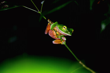 A vibrant Orange Belly Tree Frog(Zhangixalus aurantiventris) with a smooth, dark green back and orange-red belly perched on a branch. New Taipei City, Taiwan.